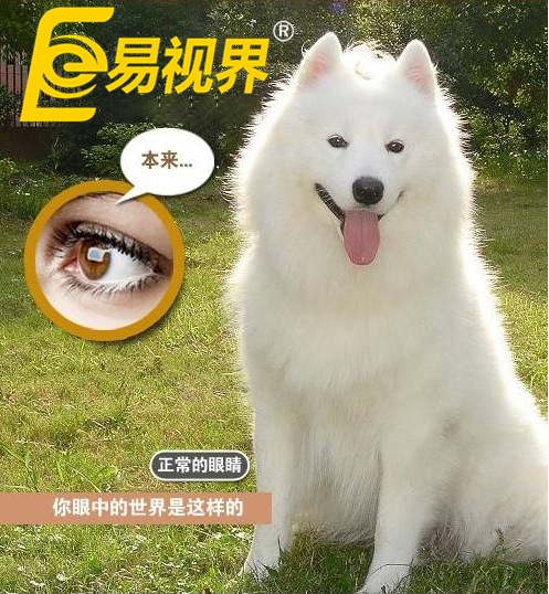 不一樣的眼病，不一樣的世界