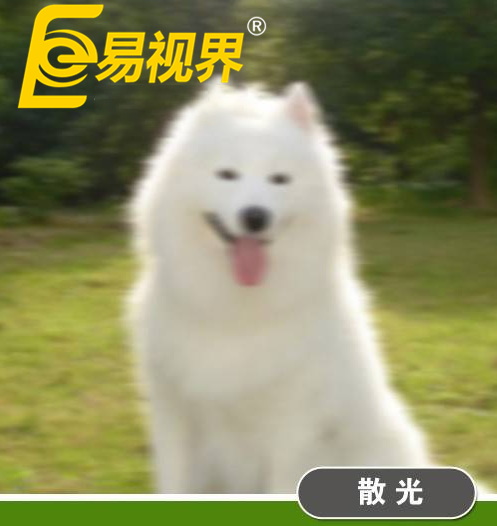 不一樣的眼病，不一樣的世界