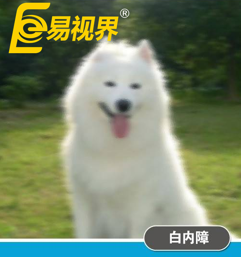 不一樣的眼病，不一樣的世界